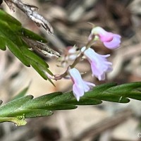 Podochilus falcatus Lindl.